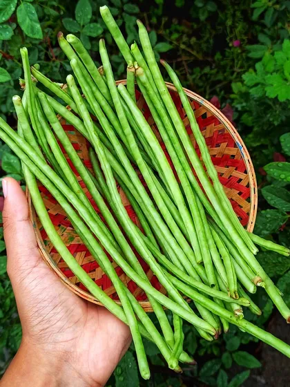 A handful of tender cowpea beans. These legumes are not only easy to grow but also enrich the soil with nitrogen, making them a great companion plant in your garden.