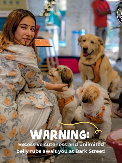 Warning: excessive cuteness and unlimited belly rubs await you at Bark Street! A guest surrounded by a pack of adorable, attention-loving pups.