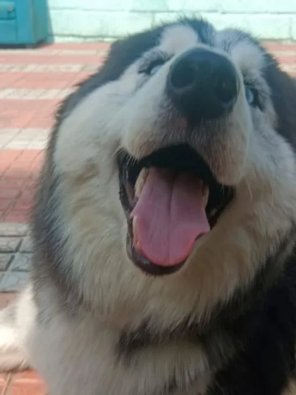 Just look at that happy husky face. Seeing smiles like this is why I do what I do. It's pure joy, Alhamdulillah.