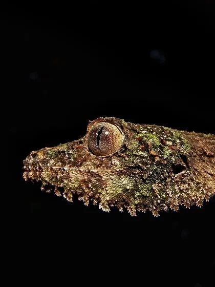 The incredible camouflage of a Leaf-tailed Gecko in Madagascar. Its skin texture and color allow it to blend in perfectly with the bark of a tree, making it almost invisible.
