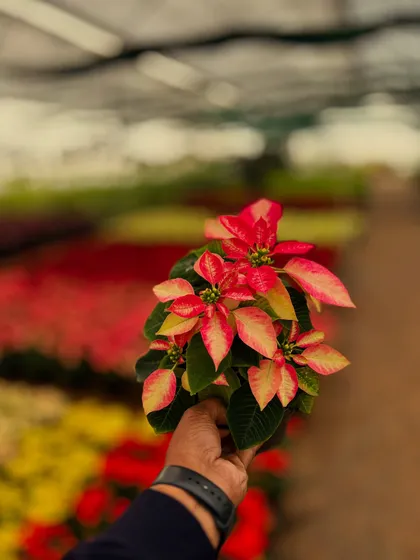 A unique variegated Poinsettia with splashes of pink and yellow, a rare find for plant collectors.