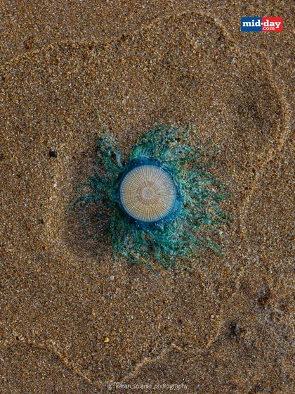 A vibrant Blue Button (Porpita porpita) washed ashore on Juhu beach. These harmless, jellyfish-like creatures are natural indicators of the changing seasons, arriving with the pre-monsoon winds.