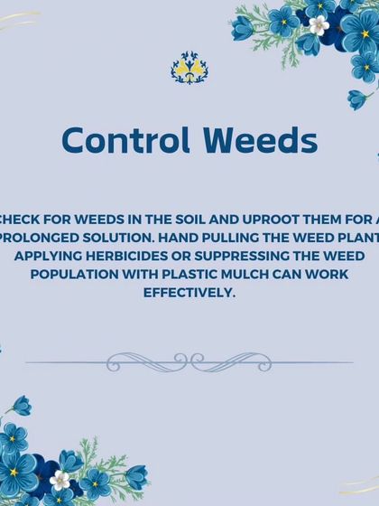 Weeds compete with your plants for nutrients, so controlling them is vital. We use methods like hand-pulling and applying herbicides to keep your garden beds clean and healthy.