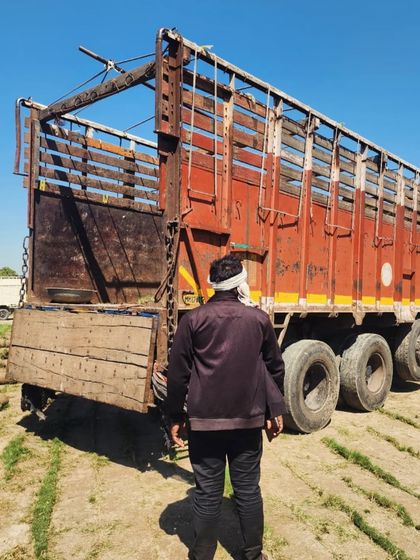 Delhi Gardner - Wholesale Plant & Turf Supply Natural Grass Turf: From Our Farm to Your Project photo 69