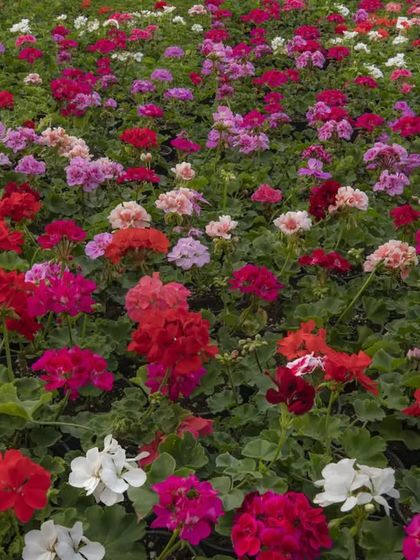 A field of Geraniums in full bloom, showcasing a vibrant mix of reds, pinks, and whites. Let your harvest of joy bloom this Holi with our colorful plants.