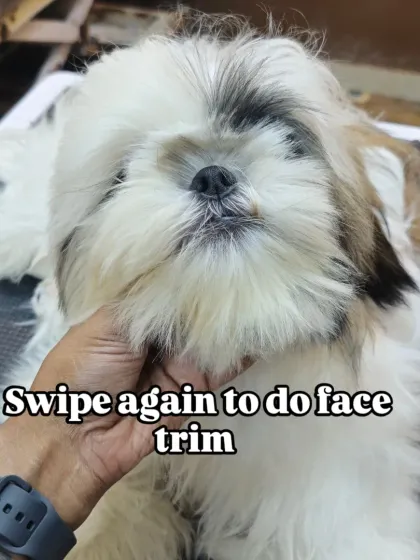 Mamppi Deb - Pet Grooming & Styling Styling for Fluffy Breeds: Shih Tzu, Lhasa & Maltese photo 13