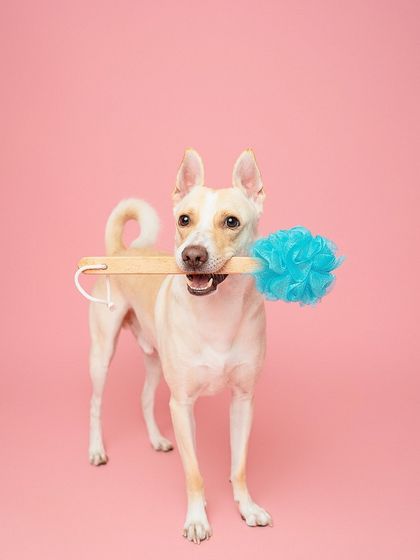 Rohit - Family & Pet Photography Classic Studio Portraits photo 16