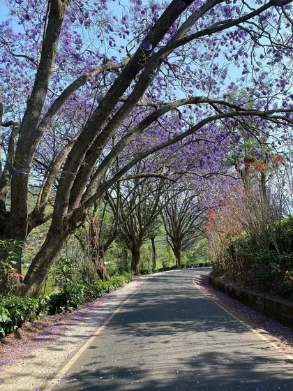 Riding under a canopy of blooming jacaranda trees is an unforgettable part of our Nilgiris tour. The fallen petals create a purple carpet on the road.
