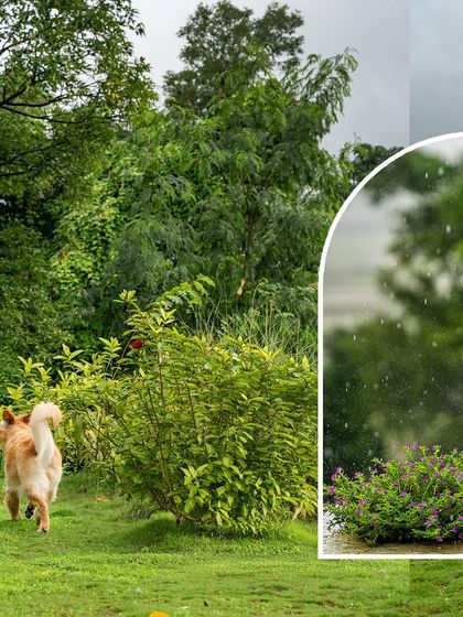 A collage capturing the movement and atmosphere of a rainy day shoot, with a dog running freely through the vibrant green scenery.
