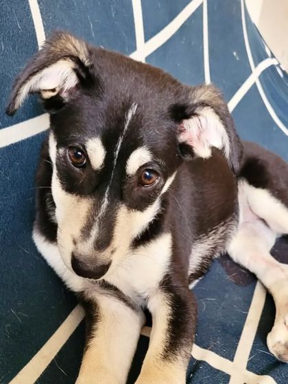 Sofie looking thoughtful and sweet. She is a very observant puppy who gets along well with other dogs and people. Her unique markings make her a real head-turner.
