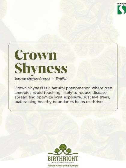 Crown Shyness is a natural phenomenon where tree canopies avoid touching, creating beautiful, river like gaps in the forest ceiling. It's nature's way of showing that even trees need healthy boundaries to thrive.