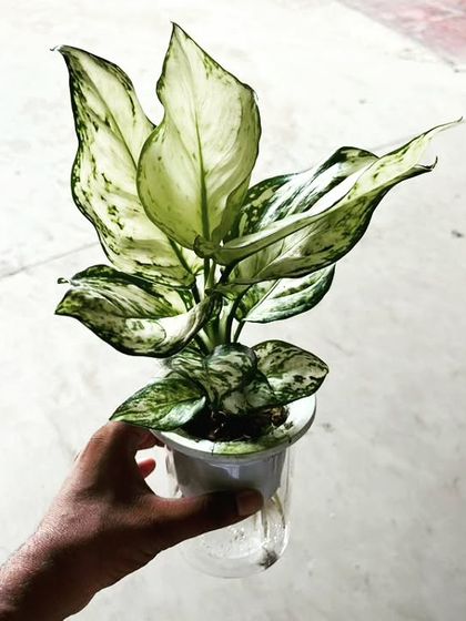 This is a white variegated Aglaonema, a beautiful foliage plant that does well in low light. Here you can see it growing in a clear pot, showing its healthy root system.