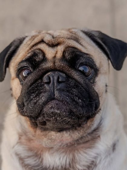 A duplicate of the soulful pug close-up, emphasizing the expressive power of at-home portraiture.
