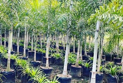 Rakshith Landscaping - Landscape Design & Installation Plant & Tree Supply photo 69