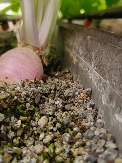 A gallery of our root vegetables, including Knol Khol and different types of radish, growing above the surface of the media.