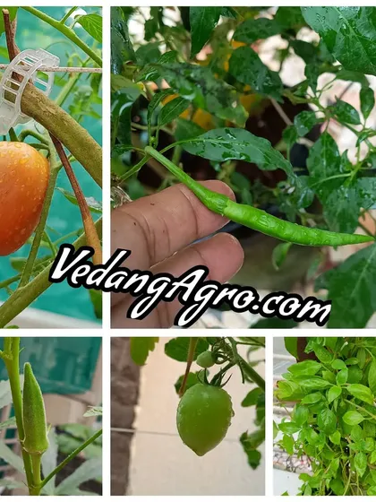 A collage showing the variety of produce from our clients' gardens, including tomatoes, chillies, okra, and basil.