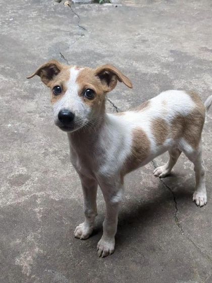 Another look at Charlie, the adorable 6-8 week old female puppy. She is waiting for a family to love her.
