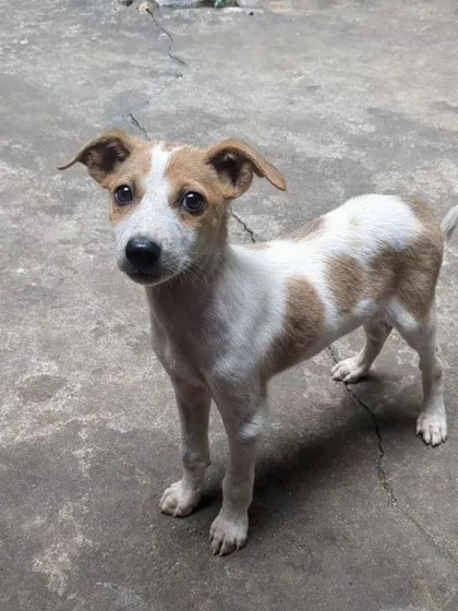 Charlie standing and looking inquisitively at the camera. This little girl with adorable spots is looking for her forever home.