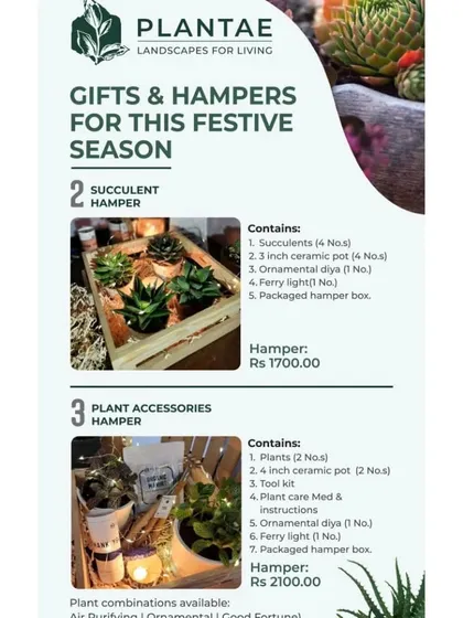 We offer curated gift hampers for plant lovers. Choose from a Succulent Hamper with decorative lights or a Plant Accessories Hamper that includes tools, pots, and plant care items.