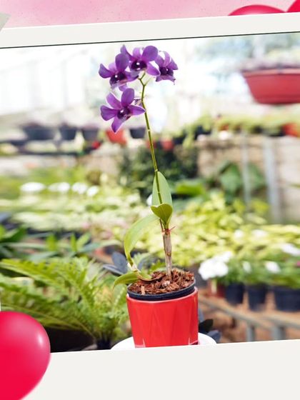 A beautiful purple Dendrobium orchid in a bright red pot, a perfect gift for Valentine's Day or any day.