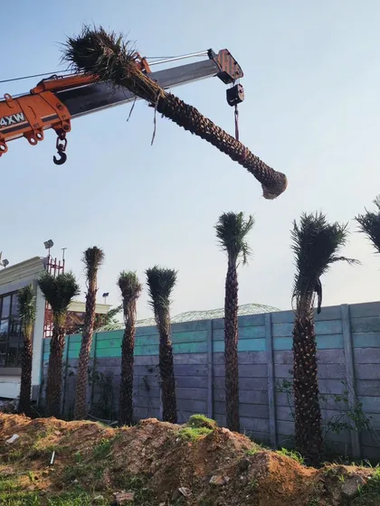 No project is too big. We use heavy machinery like cranes to install mature, statement trees like this magnificent Date Palm, ensuring an instant and dramatic transformation of your landscape.