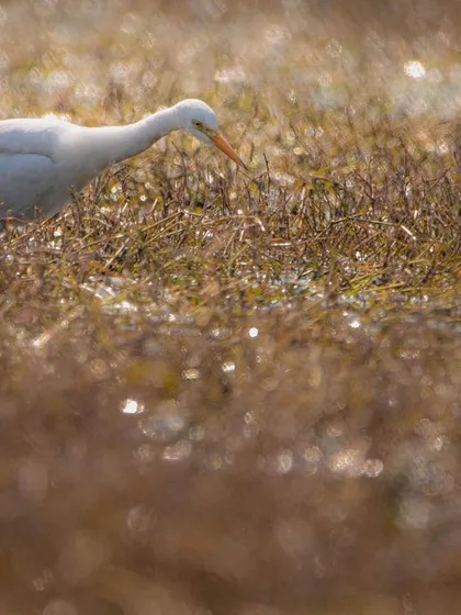 A Cattle Egret foraging in a field at Sultanpur National Park. The evening glow catches the dew on the grass, creating a sparkling bokeh effect in the foreground that adds a magical quality to the scene.