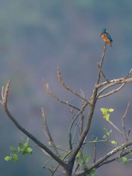 A wider shot of the Common Kingfisher, showing its small, colorful form against a vast, muted background. This minimalist composition highlights the bird's solitude.