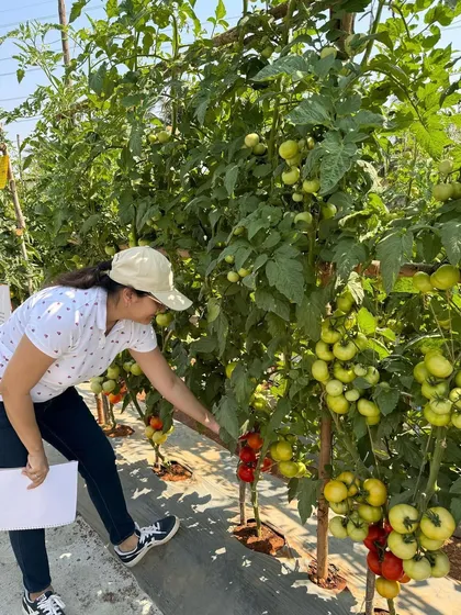 A visitor inspects a bountiful harvest of our hybrid tomatoes. We cultivate over 100 varieties of vegetables, showcasing the potential of modern, sustainable farming techniques.