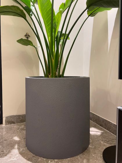 Indoor Plant Styling for Homes photo 14