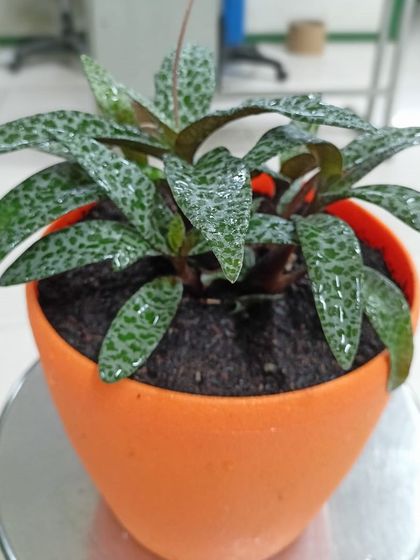 Multiplex Urban Green - Landscape & Garden Services Indoor & Air-Purifying Plants photo 13