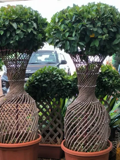 This is what we mean by endless possibilities. These ficus trees have been carefully trained and woven into living sculptures, showing how plants can be both nature and art.