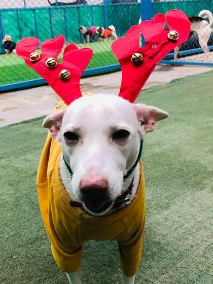 A close-up of Princess, giving a slightly sleepy but very cute look in her full Christmas get-up. She was one of the stars of our celebration.