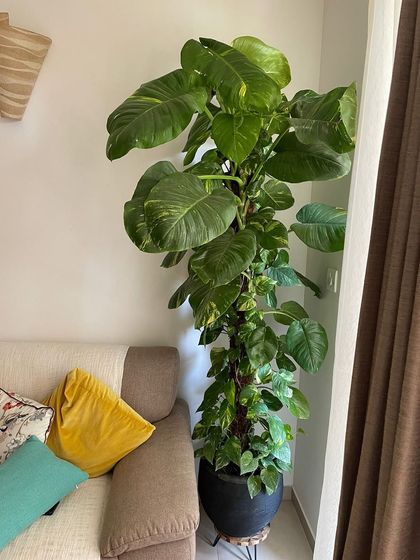 This tall Giant Pothos is a perfect example of how to fill a corner with lush greenery. It's much easier to care for one large plant than several small ones, and the air-purifying benefits are huge.