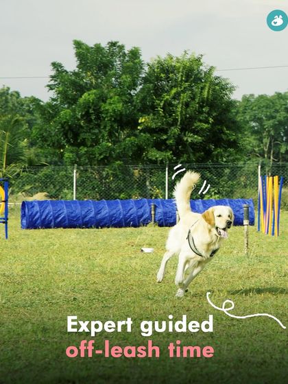 Garima Tomar - Board and Train Programs Puppy Foundations photo 7