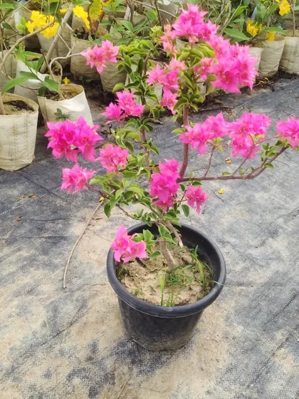 A Bougainvillea plant in full bloom. These plants are perfect for the sunny climate in Delhi NCR and come in many colors.