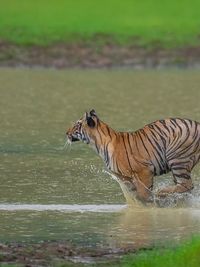 Wildlife Photography Workshops