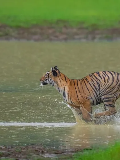 Pure, unbridled joy. A young tiger cub in Tadoba charges through the water during a monsoon downpour. My safaris are about capturing the full spectrum of wildlife, from regal portraits to these moments of wild, playful chaos.