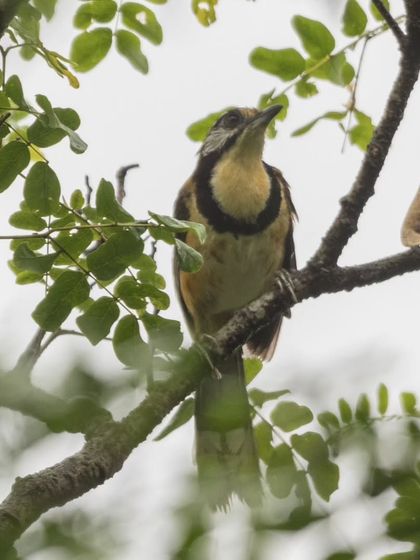 Another shot of the Greater Necklaced Laughingthrush, a passerine bird found in the moist forests of the Himalayas.