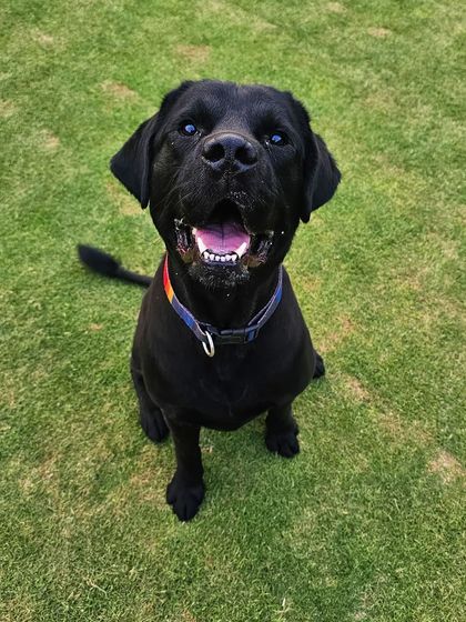 A handsome black Labrador, sitting patiently and looking happy.