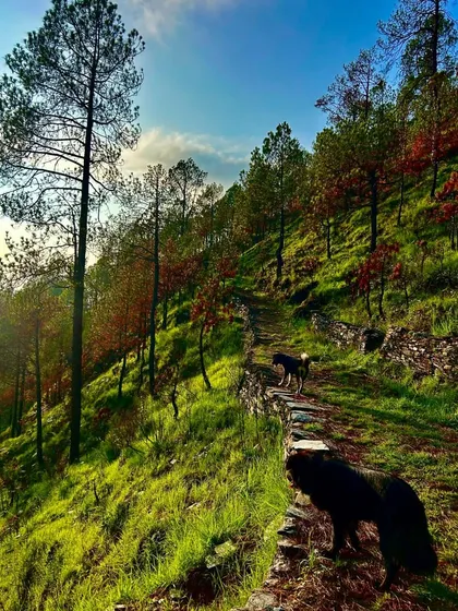 A scenic trail winds through the pine forests surrounding Jungle Lore Birding Lodge, with our resident dogs leading the way. We offer guided treks and nature trails for all fitness levels.