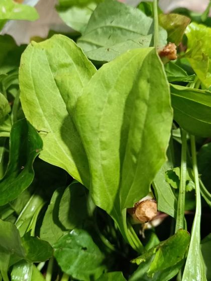 A close-up of one of the heart-shaped leaves from the mixed greens bundle. Each leaf adds a unique flavor.
