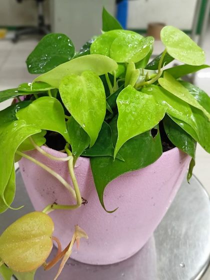 Multiplex Urban Green - Landscape & Garden Services Indoor & Air-Purifying Plants photo 14