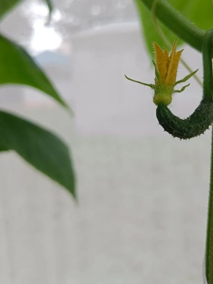 More shots of our cucumbers, from tiny starters to full-sized and ready to harvest.