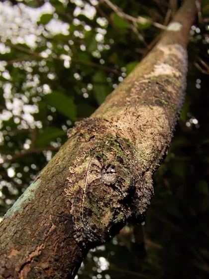 Can you spot the Leaf-tailed Gecko? This image is a testament to their perfect camouflage. They flatten their bodies against tree bark and simply disappear.