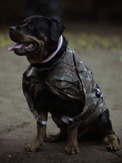 K9 Gurukul - Dog Training for Shows & Media More Than a Job, It's Family photo 3