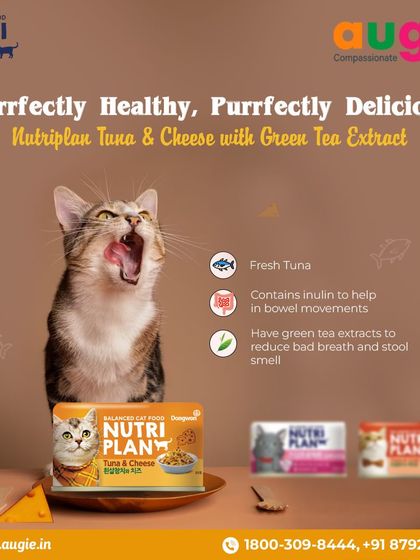 Augie Pets - Pet Supplies For Our Feline Friends: Premium Cat Nutrition photo 45