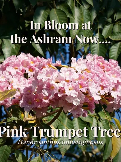 The vibrant Pink Trumpet tree in full bloom. During its season, it showers our paths with pink flowers, creating a truly magical and beautiful environment for our guests.