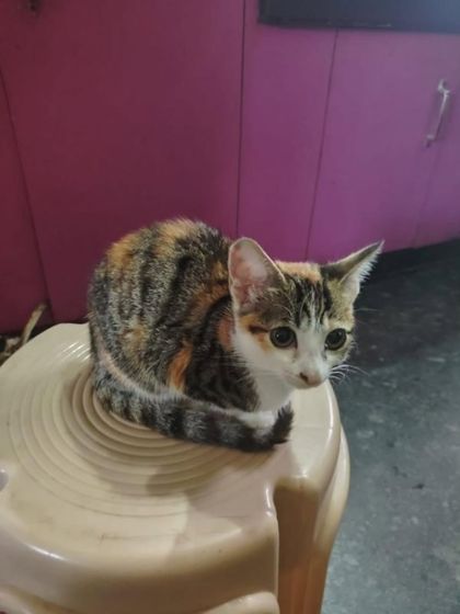 Cherry, a 3-month-old Calico kitten, sitting on a stool. She is in urgent need of a loving home.