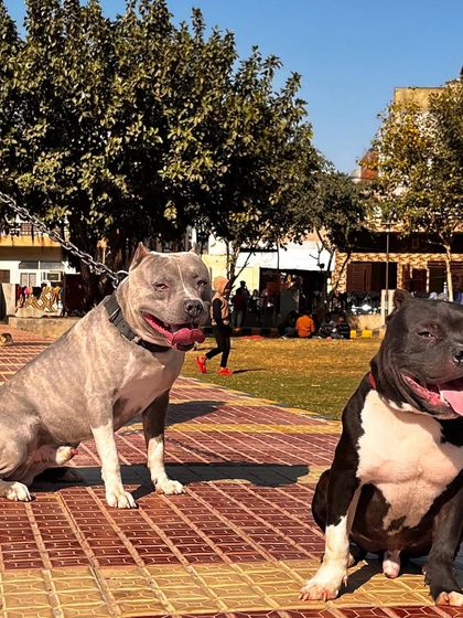 Two American Bullies, Sultan and a friend, enjoying a day out. Socialization with other dogs is a critical part of their training and development.