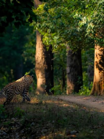 A leopard emerges from the shadows onto a jungle path. These big cats are masters of stealth, and seeing one in the open, even for a moment, is a rare and thrilling experience. The lighting here highlights its beautiful coat.